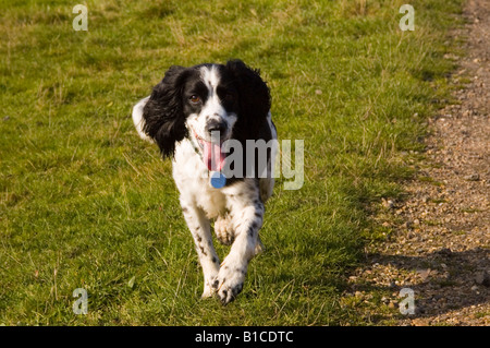 English Springer Spaniel all'aperto nel Regno Unito Foto Stock