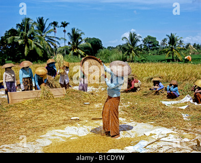 Raccolto di riso 0724 Bali Indonesia Foto Stock