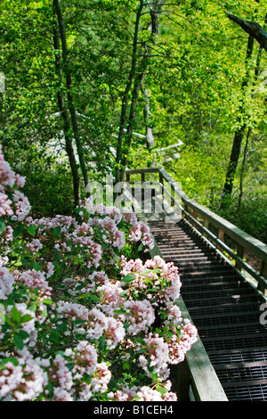 Sentiero di scale al fondo della gola Tallulah parco dello stato in Georgia Foto Stock