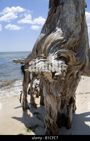 Gli alberi si è trasformato in in piedi driftwood in corrispondenza del bordo di Apalachicola Bay lungo North Florida Panhandle s coast Foto Stock