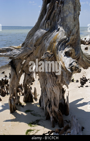 Gli alberi si è trasformato in in piedi driftwood in corrispondenza del bordo di Apalachicola Bay lungo North Florida Panhandle s coast Foto Stock