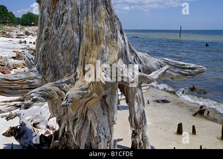 Gli alberi si è trasformato in in piedi driftwood in corrispondenza del bordo di Apalachicola Bay lungo North Florida Panhandle s coast Foto Stock