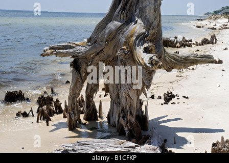 Gli alberi si è trasformato in in piedi driftwood in corrispondenza del bordo di Apalachicola Bay lungo North Florida Panhandle s coast Foto Stock