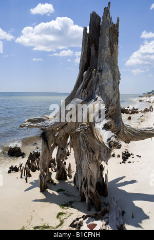 Gli alberi si è trasformato in in piedi driftwood in corrispondenza del bordo di Apalachicola Bay lungo North Florida Panhandle s coast Foto Stock