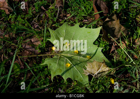 Ranuncolo petali su una foglia di acero. Foto Stock