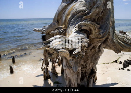 Gli alberi si è trasformato in in piedi driftwood in corrispondenza del bordo di Apalachicola Bay lungo North Florida Panhandle s coast Foto Stock