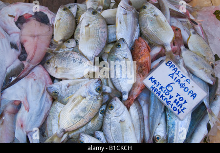 Il pesce per la vendita sul mercato in stallo Heraklion capitale e la città più grande sulla Grecia isola mediterranea di Creta Foto Stock