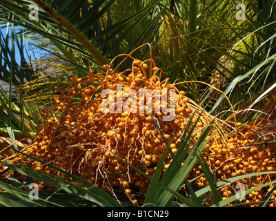 Data palm (Phoenix dactylifera), frutta di un albero di palma Foto Stock