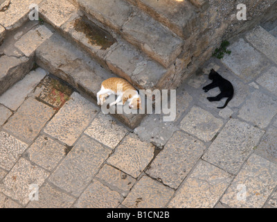 Il gatto domestico, il gatto di casa (Felis silvestris f. catus), due gatti a pelo su scale di pietra, Croazia, Dubrovnik Foto Stock