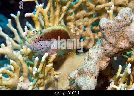 Un Forsters hawkfish su coral in Mar Rosso Foto Stock