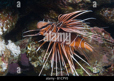 Un leone su un reef del Mar Rosso Foto Stock