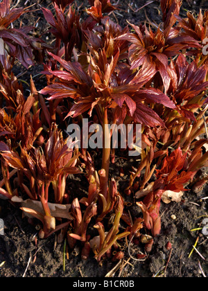 L'Himalayan peonia (Paeonia emodi) Foto Stock