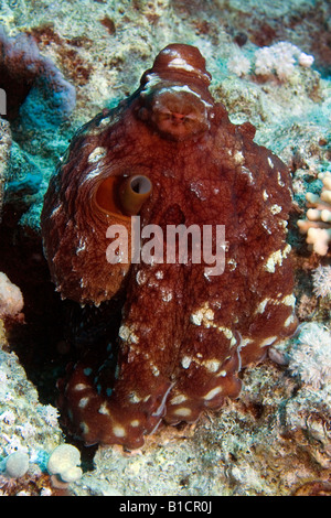 Big Red Octopus su un reef del Mar Rosso nei pressi di Sharm El Sheikh, Egitto Foto Stock