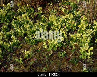 Vero oxlip (primula elatior) Foto Stock