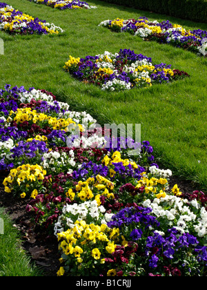Giardino pansy (viola x wittrockiana) Foto Stock