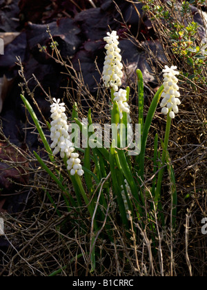 Giacinto di uva (Muscari botryoides 'album') Foto Stock