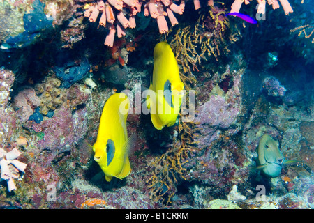 Masked butterflyfish su un reef del Mar Rosso, Egitto Foto Stock