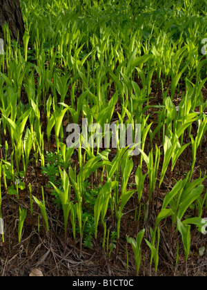Il giglio della valle (convallaria majalis) Foto Stock