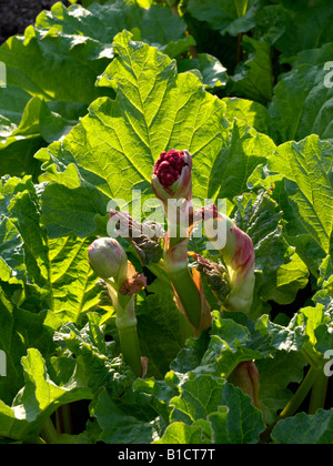Giardino rabarbaro (Rheum rhabarbarum syn. rheum undulatum) Foto Stock