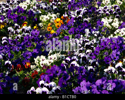 Giardino pansy (viola x wittrockiana) Foto Stock