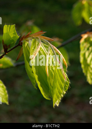 Comune di faggio (Fagus sylvatica) Foto Stock