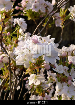 Oriental ciliegio (Prunus serrulata amanogawa "') Foto Stock