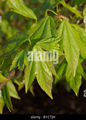 Acero trident (acer buergerianum) Foto Stock