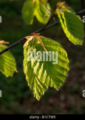 Comune di faggio (Fagus sylvatica) Foto Stock