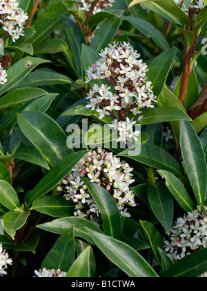 Skimmia giapponese (Skimmia japonica "Brema") Foto Stock