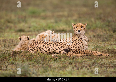 Ghepardo femmina e lupetti Acinonyx jubatus Ndutu Tanzania Foto Stock