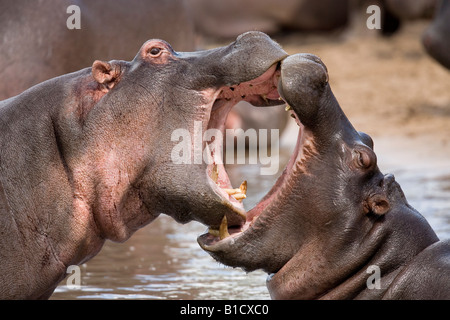 Giovani ippopotami Hippopotamus amphibius combattimenti Ratama Piscina Fiume Seronera Serengeti Tanzania Foto Stock