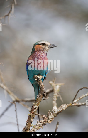 Lilla rullo contraffacciate Coracias caudata Ndutu Serengeti Tanzania Foto Stock