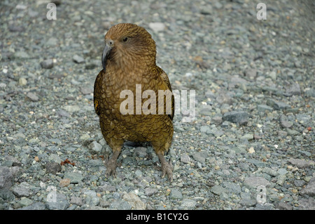 Solo mondi pappagallo alpino Kea Nestor notabilis Homer Tunnel in Milford Sound Fiordland in Nuova Zelanda Foto Stock