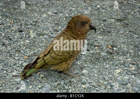 Solo mondi pappagallo alpino Kea Nestor notabilis Homer Tunnel in Milford Sound Fiordland in Nuova Zelanda Foto Stock