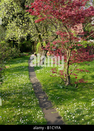 Comune (a margherita bellis perennis) e Acero (Acer) Foto Stock