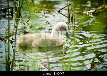 Un cigno cygnet nuoto raffigurato su un laghetto di appena due settimane di età. Foto Stock