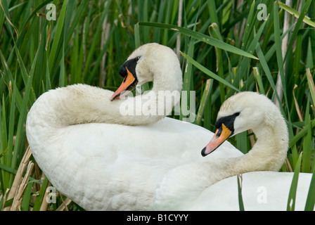 Adulto cigni raffigurata sul nido salvaguardando la loro covata di cygnets. Foto Stock