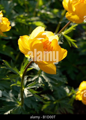 Cinese (globeflower trollius chinensis) Foto Stock