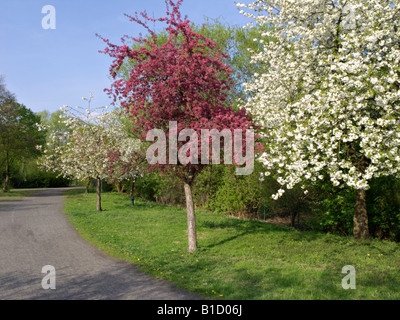 La fioritura degli alberi da frutto Foto Stock