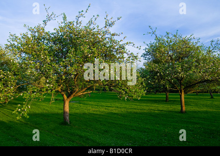 Alberi di mele nel frutteto di Herefordshire Inghilterra UK fotografato in maggio con il fiore Foto Stock