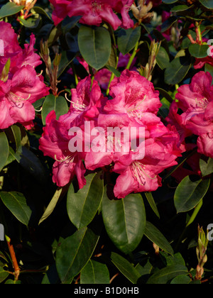 William's rododendri (Rhododendron williamsianum "Lisbona") Foto Stock