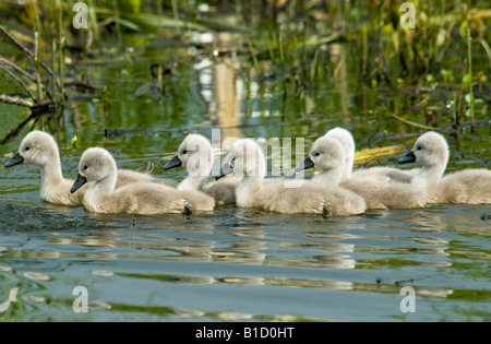 Cigno cygnets mostrato di nuoto nella formazione di appena due settimane di età. Foto Stock