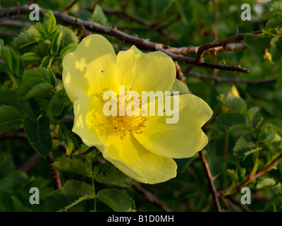 Harison gialla della rosa (rosa x harisonii 'vorbergii') Foto Stock