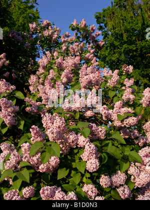 Comune (lilla Syringa vulgaris) Foto Stock