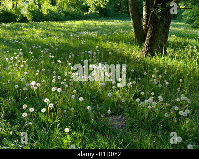 Comune di tarassaco (Taraxacum officinale) Foto Stock