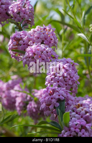 Cluster di Lilla fiori su Buddleja Alternifolia in un giardino di Cheshire England Regno Unito Foto Stock