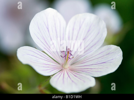 GERANIUM CLARKEI KASHMIR WHITE CRANESBILL Foto Stock