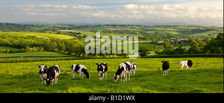 Il frisone mucche al pascolo sulle belle metà campagna Devon England Foto Stock