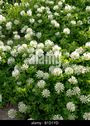 Pignant di trifoglio rosso (Trifolium pignantii) Foto Stock