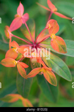 EUPHORBIA GRIFFITHII DIXTER Foto Stock